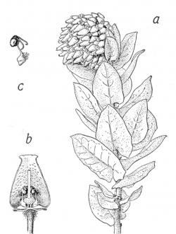 (a) flower branchlet (b) flower section and (c) stamen from Jepson (1951) 